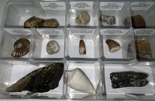 Load image into Gallery viewer, Large Beginner Collection of 12 labeled Fossils in a clear case. Includes Partial Megalodon Tooth, Trilobite, Spinosaur Tooth and more!
