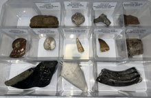 Load image into Gallery viewer, Large Beginner Collection of 12 labeled Fossils in a clear case. Includes Partial Megalodon Tooth, Trilobite, Spinosaur Tooth and more!
