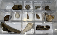 Load image into Gallery viewer, Large Beginner Collection of 12 labeled Fossils in a clear case. Includes Partial Megalodon Tooth, Trilobite, Spinosaur Tooth and more!
