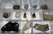 Load image into Gallery viewer, Large Beginner Collection of 12 labeled Fossils in a clear case. Includes Partial Megalodon Tooth, Trilobite, Spinosaur Tooth and more!
