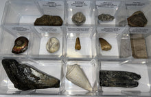 Load image into Gallery viewer, Large Beginner Collection of 12 labeled Fossils in a clear case. Includes Partial Megalodon Tooth, Trilobite, Spinosaur Tooth and more!
