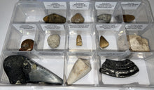 Load image into Gallery viewer, Large Beginner Collection of 12 labeled Fossils in a clear case. Includes Partial Megalodon Tooth, Trilobite, Spinosaur Tooth and more!
