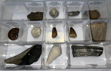 Load image into Gallery viewer, Large Beginner Collection of 12 labeled Fossils in a clear case. Includes Partial Megalodon Tooth, Trilobite, Spinosaur Tooth and more!
