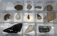 Load image into Gallery viewer, Large Beginner Collection of 12 labeled Fossils in a clear case. Includes Partial Megalodon Tooth, Trilobite, Spinosaur Tooth and more!
