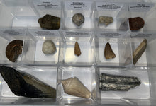 Load image into Gallery viewer, Large Beginner Collection of 12 labeled Fossils in a clear case. Includes Partial Megalodon Tooth, Trilobite, Spinosaur Tooth and more!
