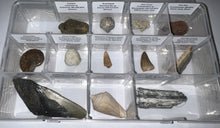 Load image into Gallery viewer, Large Beginner Collection of 12 labeled Fossils in a clear case. Includes Partial Megalodon Tooth, Trilobite, Spinosaur Tooth and more!
