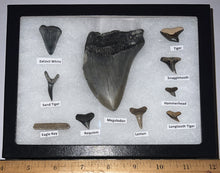 Load image into Gallery viewer, XL Premium Labeled 10 Fossil Shark Tooth Collection in a Riker Mount with a Megalodon
