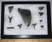 Load image into Gallery viewer, XL Premium Labeled 10 Fossil Shark Tooth Collection in a Riker Mount with a Megalodon
