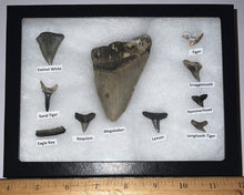 Load image into Gallery viewer, XL Premium Labeled 10 Fossil Shark Tooth Collection in a Riker Mount with a Megalodon
