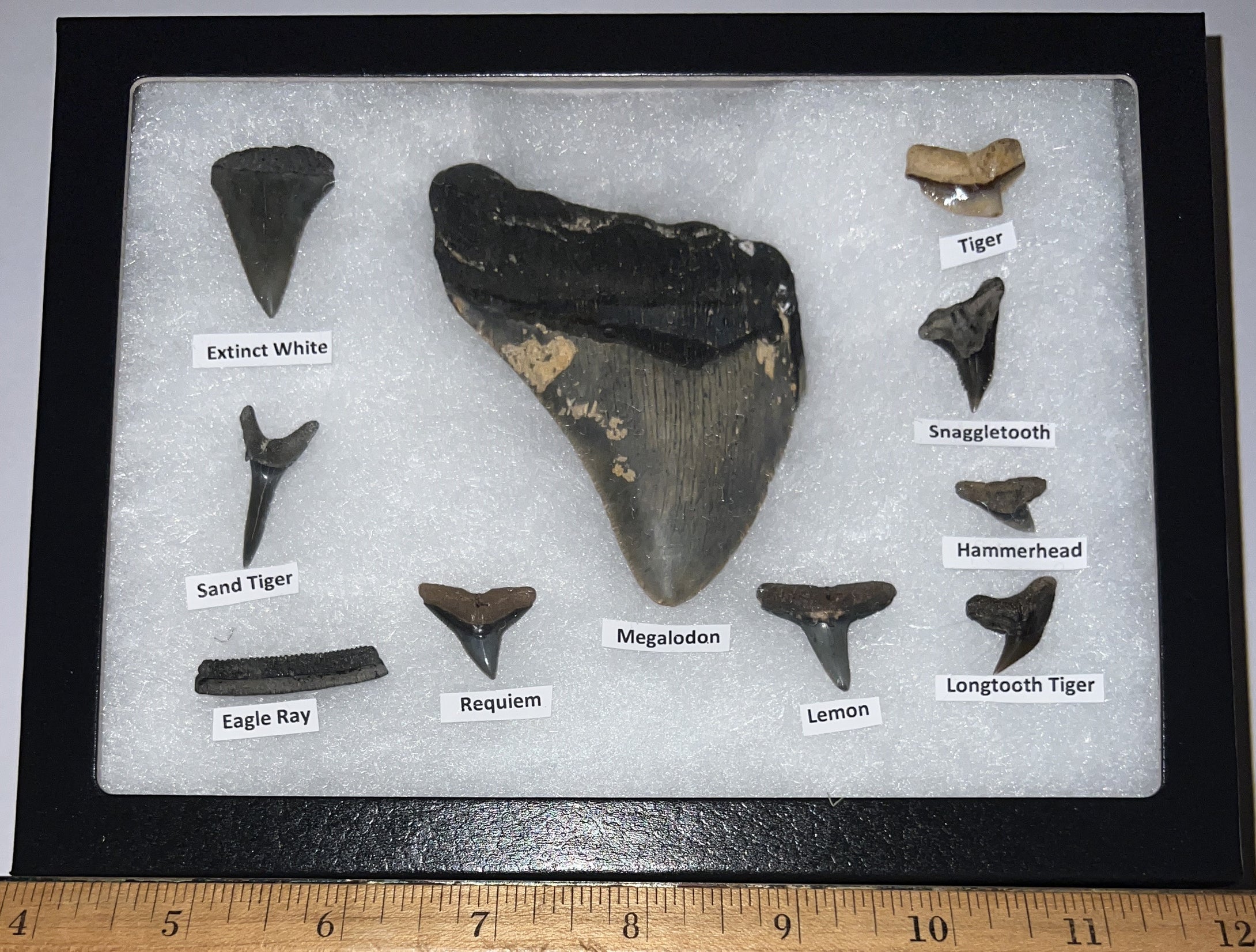 XL Premium Labeled 10 Fossil Shark Tooth Collection in a Riker Mount with a Megalodon