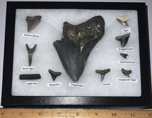 Load image into Gallery viewer, XL Premium Labeled 10 Fossil Shark Tooth Collection in a Riker Mount with a Megalodon
