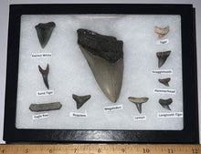 Load image into Gallery viewer, XL Premium Labeled 10 Fossil Shark Tooth Collection in a Riker Mount with a Megalodon
