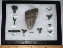 Load image into Gallery viewer, XL Premium Labeled 10 Fossil Shark Tooth Collection in a Riker Mount with a Megalodon
