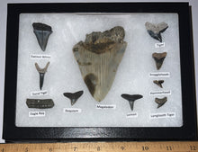 Load image into Gallery viewer, XL Premium Labeled 10 Fossil Shark Tooth Collection in a Riker Mount with a Megalodon
