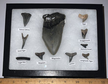 Load image into Gallery viewer, XL Premium Labeled 10 Fossil Shark Tooth Collection in a Riker Mount with a Megalodon
