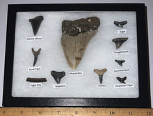 Load image into Gallery viewer, XL Premium Labeled 10 Fossil Shark Tooth Collection in a Riker Mount with a Megalodon
