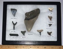 Load image into Gallery viewer, XL Premium Labeled 10 Fossil Shark Tooth Collection in a Riker Mount with a Megalodon
