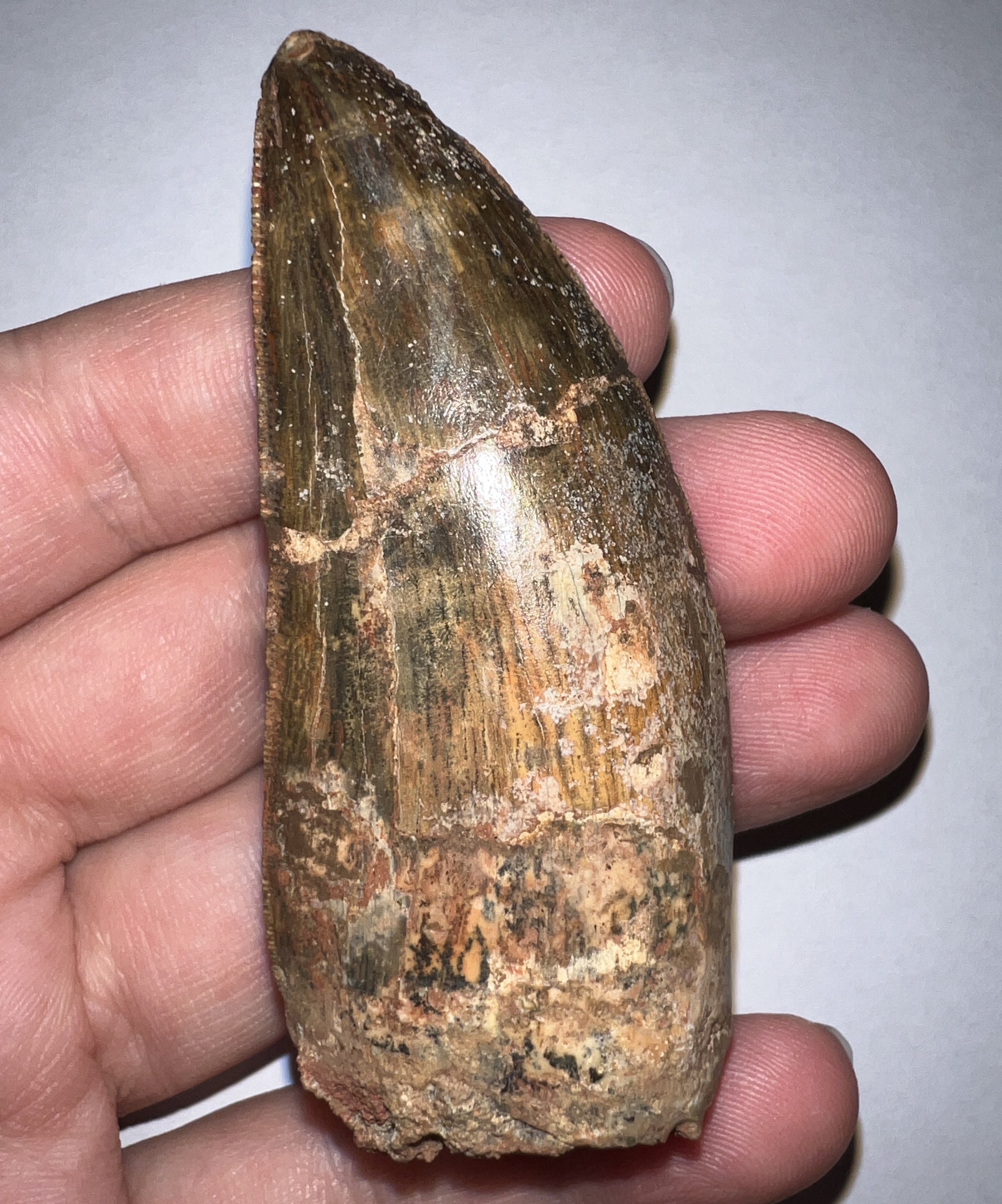 Huge Carcharodontosaur Fossil Tooth just under 3 Inches