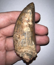 Load image into Gallery viewer, Huge Carcharodontosaur Fossil Tooth just under 3 Inches
