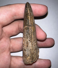 Load image into Gallery viewer, Huge Carcharodontosaur Fossil Tooth just under 3 Inches
