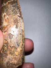 Load image into Gallery viewer, Huge Carcharodontosaur Fossil Tooth just under 3 Inches
