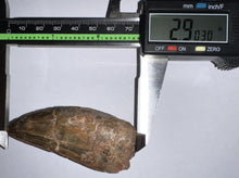 Load image into Gallery viewer, Huge Carcharodontosaur Fossil Tooth just under 3 Inches
