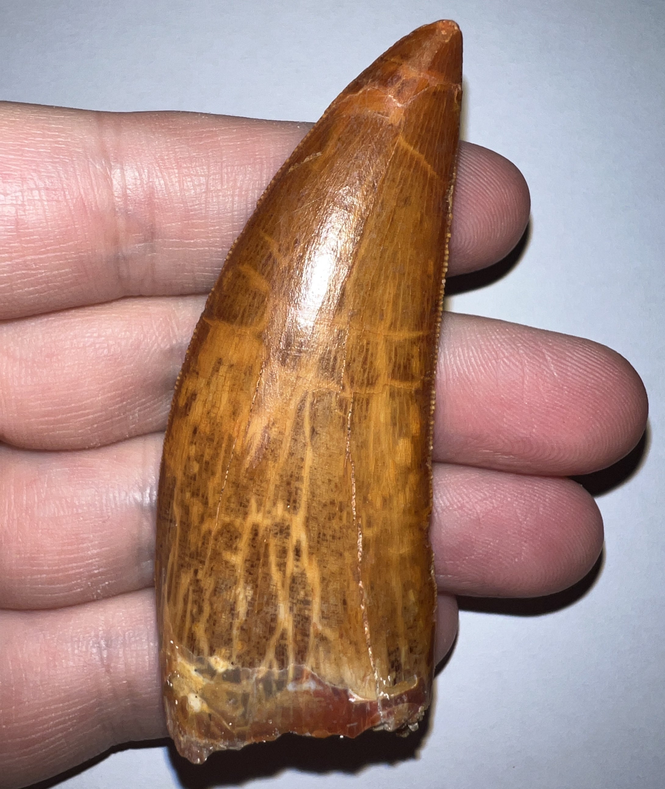 Huge Carcharodontosaur Fossil Tooth just under 3 Inches No Repair Incredible Serrations