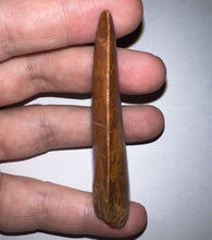 Load image into Gallery viewer, Huge Carcharodontosaur Fossil Tooth just under 3 Inches No Repair Incredible Serrations
