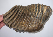 Load image into Gallery viewer, Huge Ice Age Fossil Woolly Mammoth Molar 8.75 Inches from Siberia
