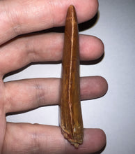 Load image into Gallery viewer, Huge Carcharodontosaur Fossil Tooth just under 3 Inches No Repair Incredible Serrations
