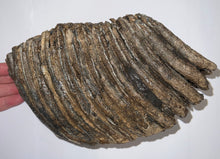 Load image into Gallery viewer, Huge Ice Age Fossil Woolly Mammoth Molar 8.75 Inches from Siberia
