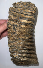 Load image into Gallery viewer, Huge Ice Age Fossil Woolly Mammoth Molar 8.75 Inches from Siberia
