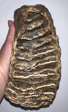 Load image into Gallery viewer, Huge Ice Age Fossil Woolly Mammoth Molar 8.75 Inches from Siberia
