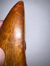 Load image into Gallery viewer, Huge Carcharodontosaur Fossil Tooth just under 3 Inches No Repair Incredible Serrations
