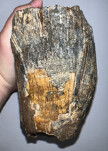 Load image into Gallery viewer, Huge Ice Age Fossil Woolly Mammoth Molar 8.75 Inches from Siberia
