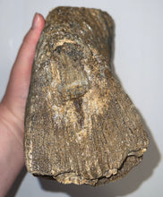Load image into Gallery viewer, Huge Ice Age Fossil Woolly Mammoth Molar 8.75 Inches from Siberia
