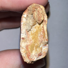 Load image into Gallery viewer, Huge Carcharodontosaur Fossil Tooth just under 3 Inches No Repair Incredible Serrations
