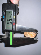 Load image into Gallery viewer, Huge Carcharodontosaur Fossil Tooth just under 3 Inches No Repair Incredible Serrations
