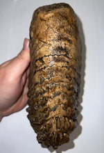 Load image into Gallery viewer, Large Ice Age Fossil Woolly Mammoth Molar 7.5 Inches from Siberia
