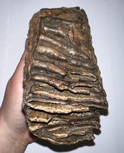 Load image into Gallery viewer, Large Ice Age Fossil Woolly Mammoth Molar 7.5 Inches from Siberia

