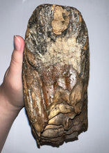 Load image into Gallery viewer, Large Ice Age Fossil Woolly Mammoth Molar 7.5 Inches from Siberia
