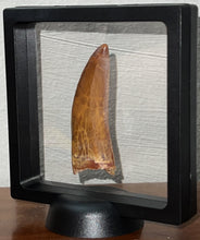 Load image into Gallery viewer, Huge Carcharodontosaur Fossil Tooth just under 3 Inches No Repair Incredible Serrations
