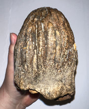 Load image into Gallery viewer, Large Ice Age Fossil Woolly Mammoth Molar 7.5 Inches from Siberia
