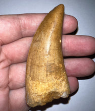 Load image into Gallery viewer, Monster Carcharodontosaur Fossil Tooth just Over 3 Inches No Repair Incredible Serrations
