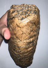 Load image into Gallery viewer, Large Ice Age Fossil Woolly Mammoth Molar 7.5 Inches from Siberia
