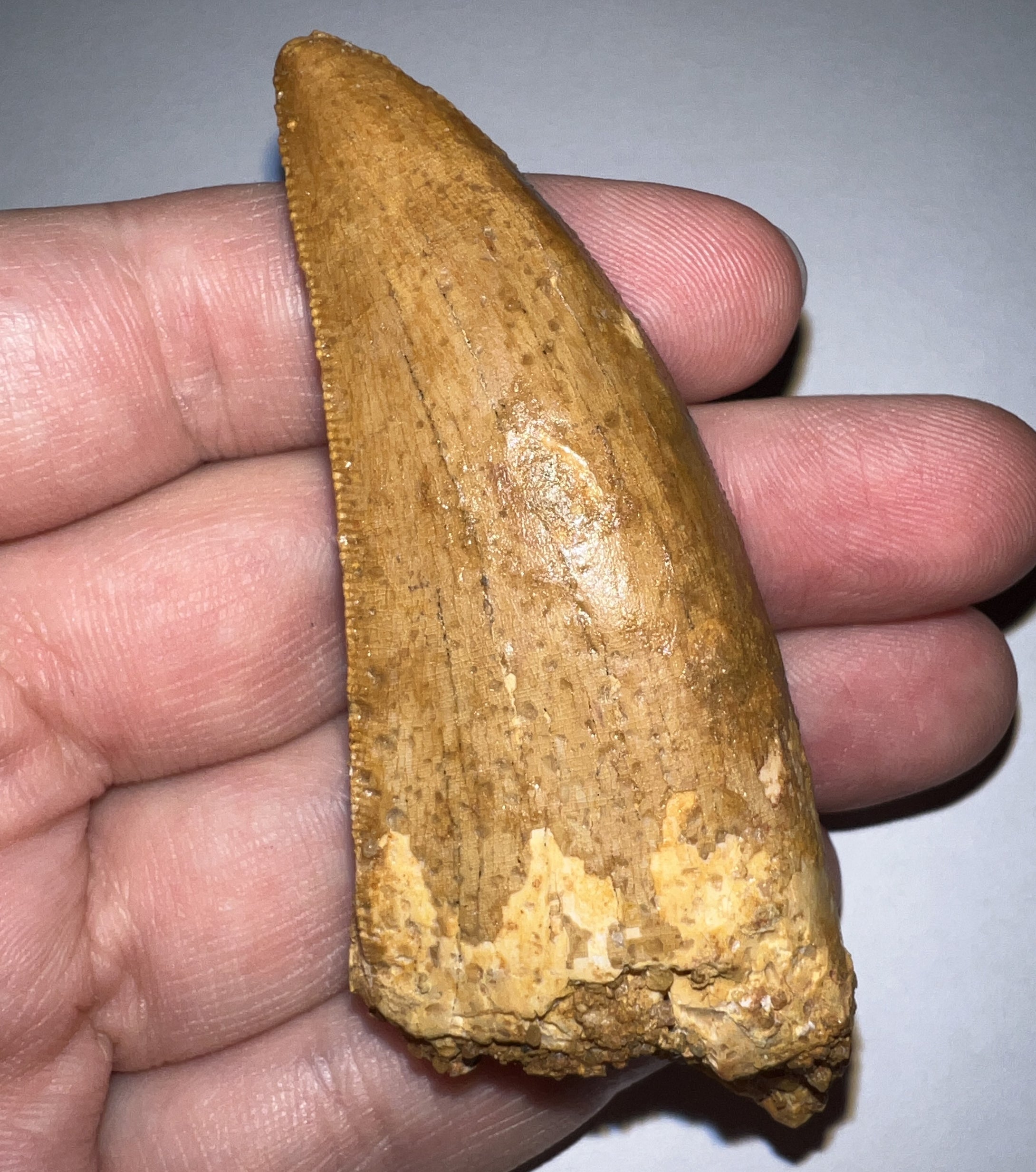 Monster Carcharodontosaur Fossil Tooth just Over 3 Inches No Repair Incredible Serrations