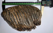Load image into Gallery viewer, Large Ice Age Fossil Woolly Mammoth Molar 7.5 Inches from Siberia
