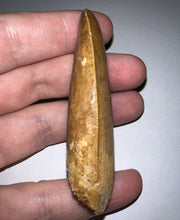 Load image into Gallery viewer, Monster Carcharodontosaur Fossil Tooth just Over 3 Inches No Repair Incredible Serrations
