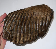 Load image into Gallery viewer, Huge Ice Age Fossil Woolly Mammoth Molar 8.19 Inches from Siberia
