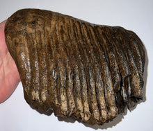 Load image into Gallery viewer, Huge Ice Age Fossil Woolly Mammoth Molar 8.19 Inches from Siberia
